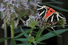 Die (Russischen) Bären sind auch 2024 mal wieder los 05