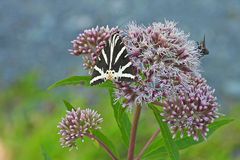 Die (Russischen) Bären sind auch 2024 mal wieder los 06