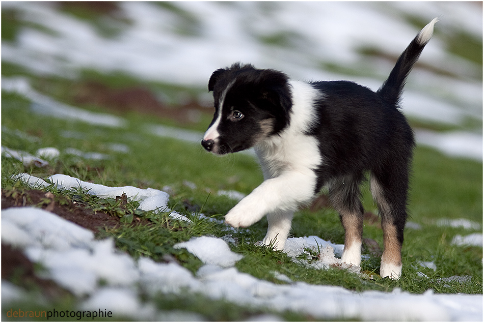 Die Rute des Border Collies