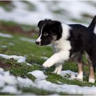 Die Rute des Border Collies