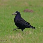 Die Saatkrähe - Corvus frugilegus