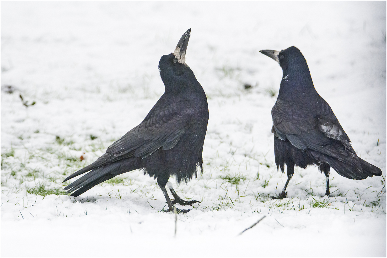 Die Saatkrähen (Corvus frugilegus) (1) . . .