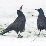 Die Saatkrähen (Corvus frugilegus) (1) . . .