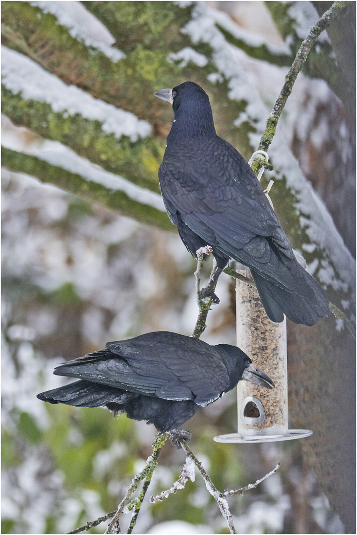 Die Saatkrähen (Corvus frugilegus) (2) . . .