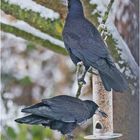 Die Saatkrähen (Corvus frugilegus) (2) . . .