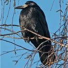 Die Saatkrähen (Corvus frugilegus) . . .