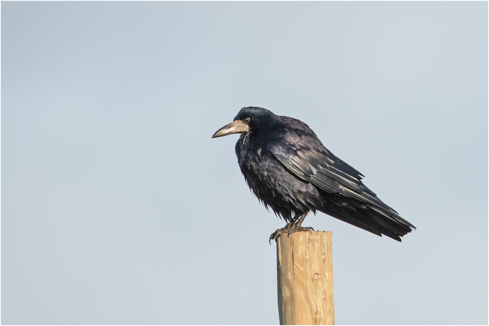 Die Saatkrähen (Corvus frugilegus) kommen seit . . .