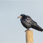 Die Saatkrähen (Corvus frugilegus) kommen seit . . .