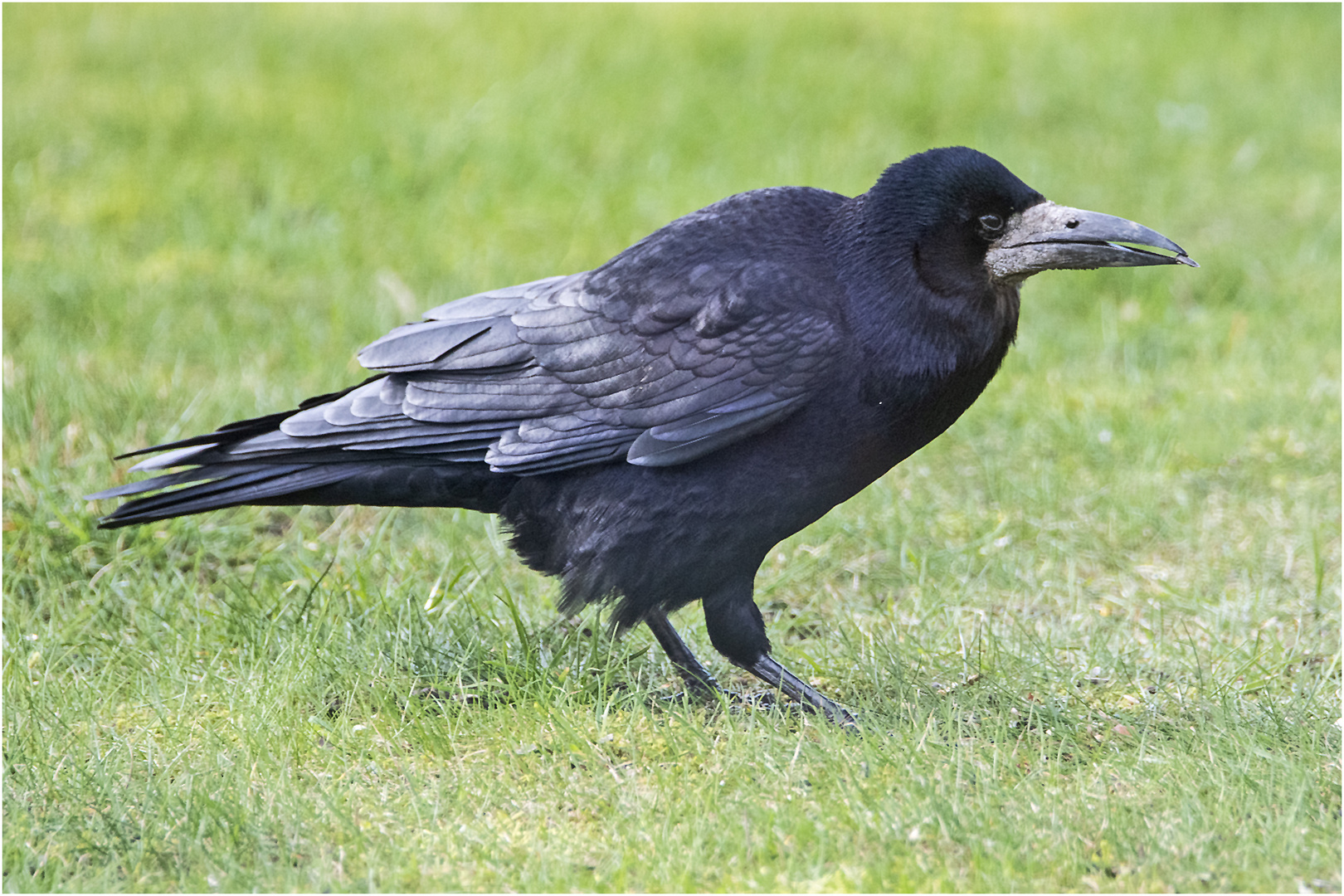 Die Saatkrähen (Corvus frugilegus) sind hier . . .