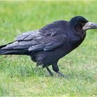 Die Saatkrähen (Corvus frugilegus) sind hier . . .