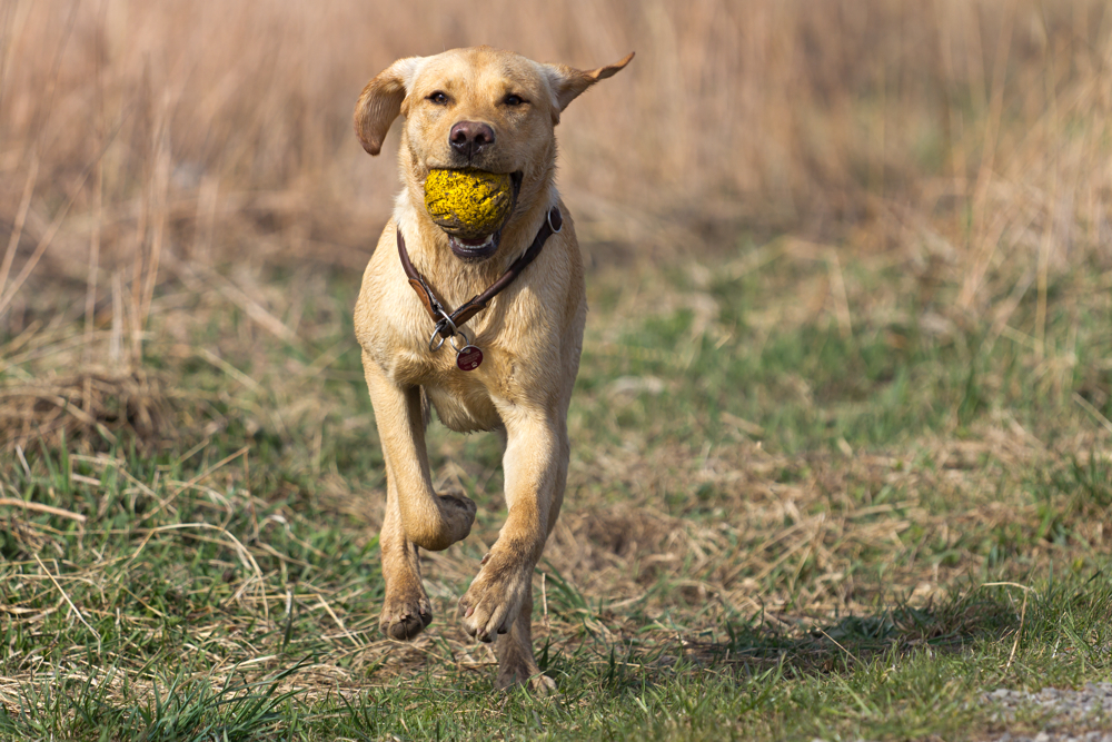 Die Sache mit dem Ball