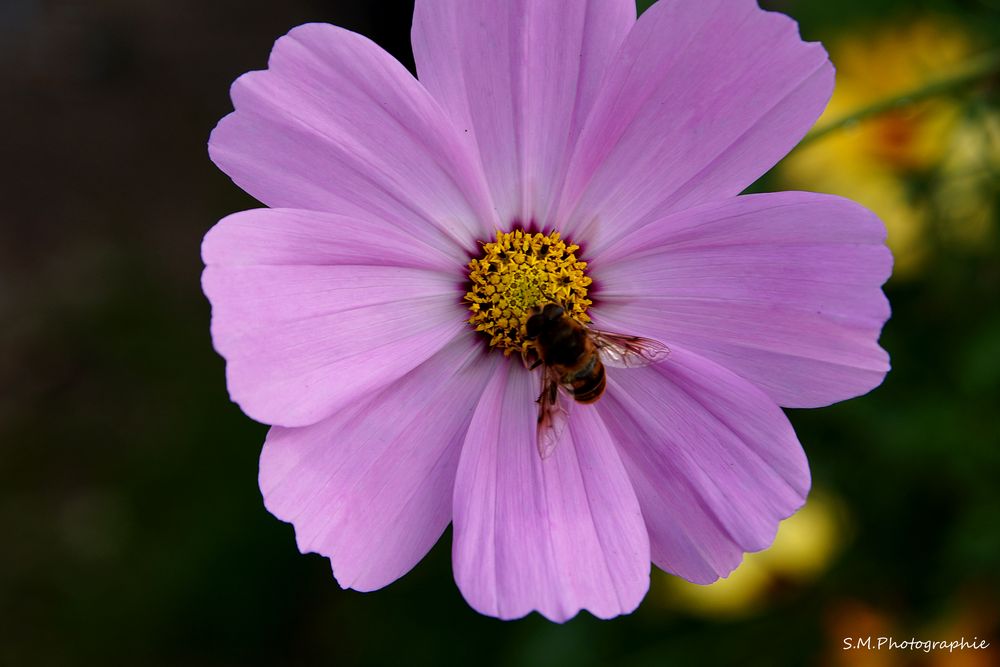 Die Sache mit dem Bienchen und dem Blümchen