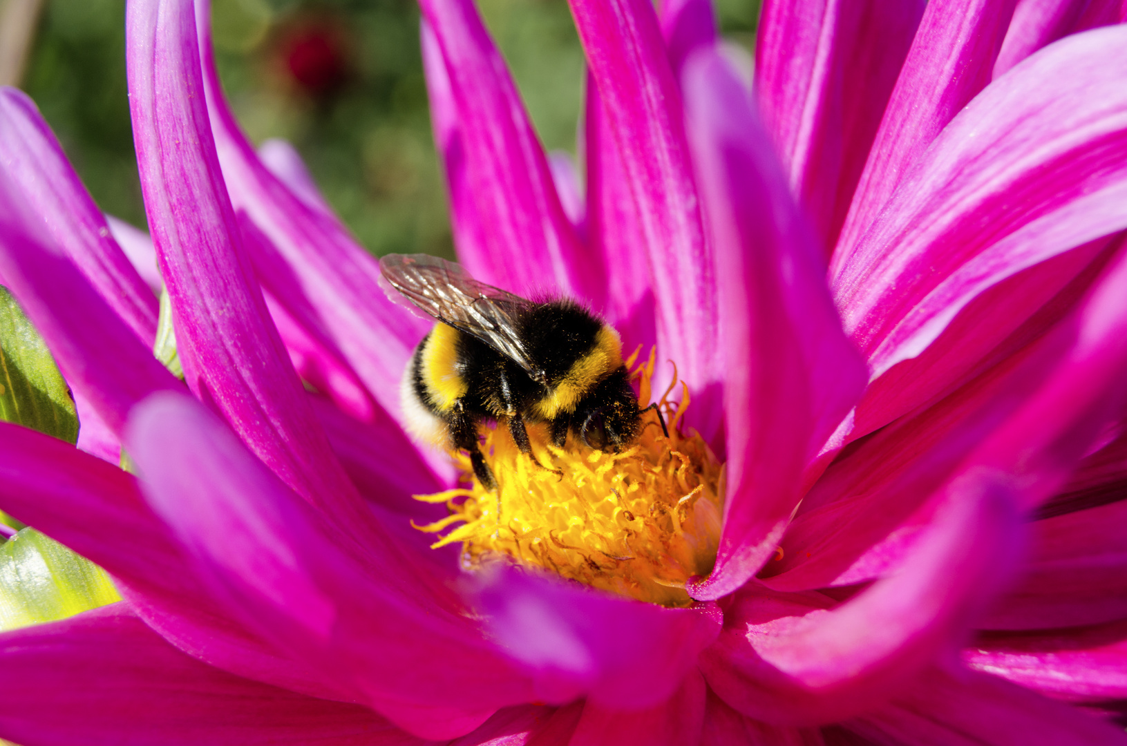 Die Sache mit dem Bienchen und dem Blümchen