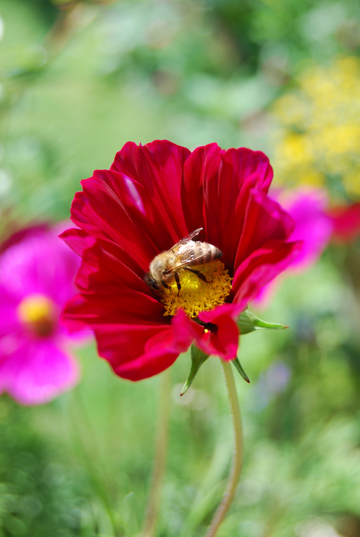 Die Sache mit den Bienchen und Blümchen und so...