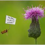 Die Sache mit den Bienchen und den Blümchen...