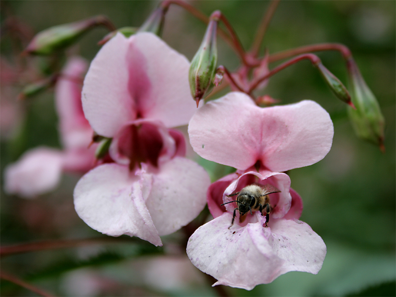 Die Sache mit den Bienchen und den Blümchen...