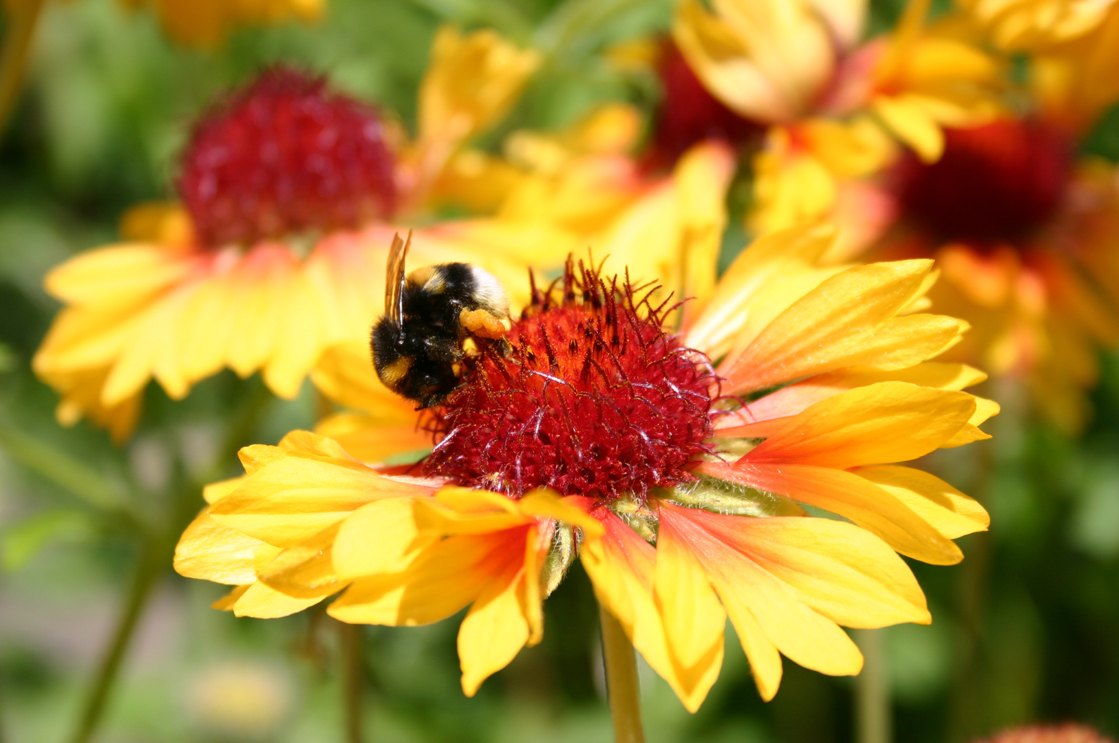 Die Sache mit den Bienchen und den Blümchen...