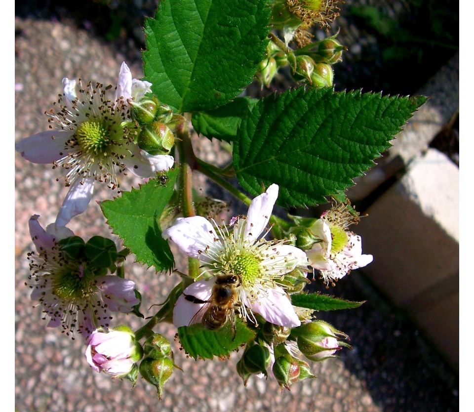 Die Sache mit den Blümchen und Bienchen ...