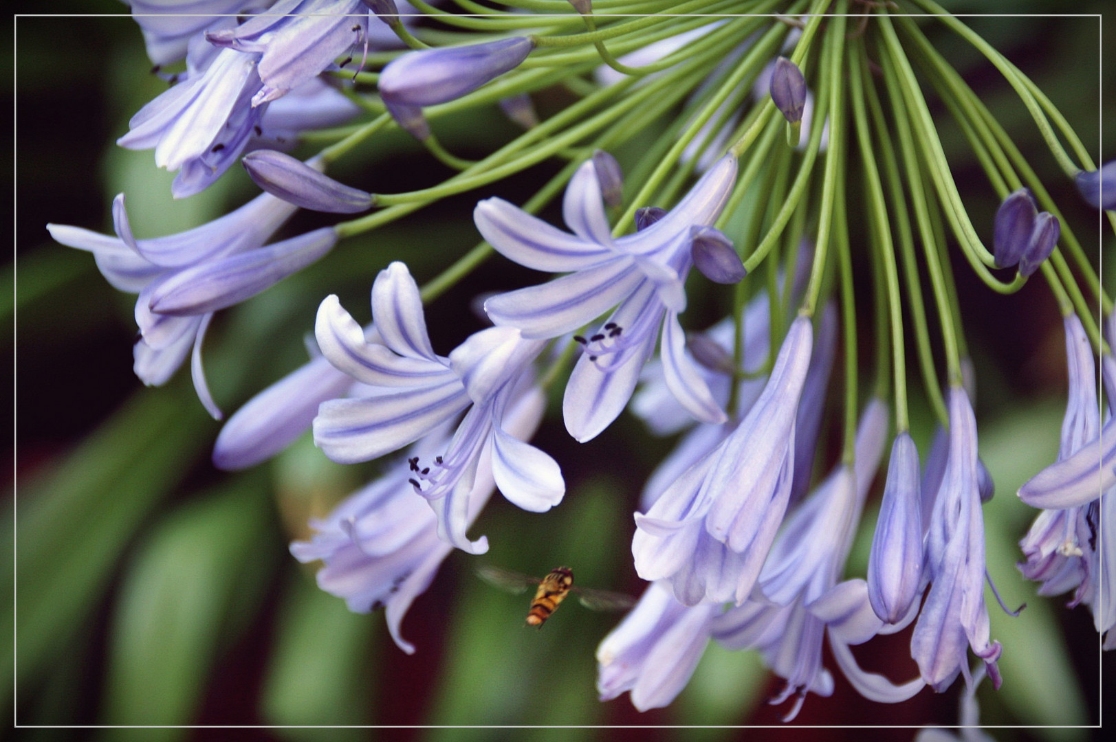 Die Sache mit den Blümchen&den Bienchen