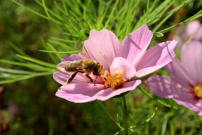 Die Sache mit den Blumen & den Bienen