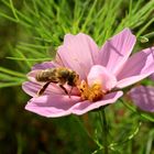 Die Sache mit den Blumen & den Bienen