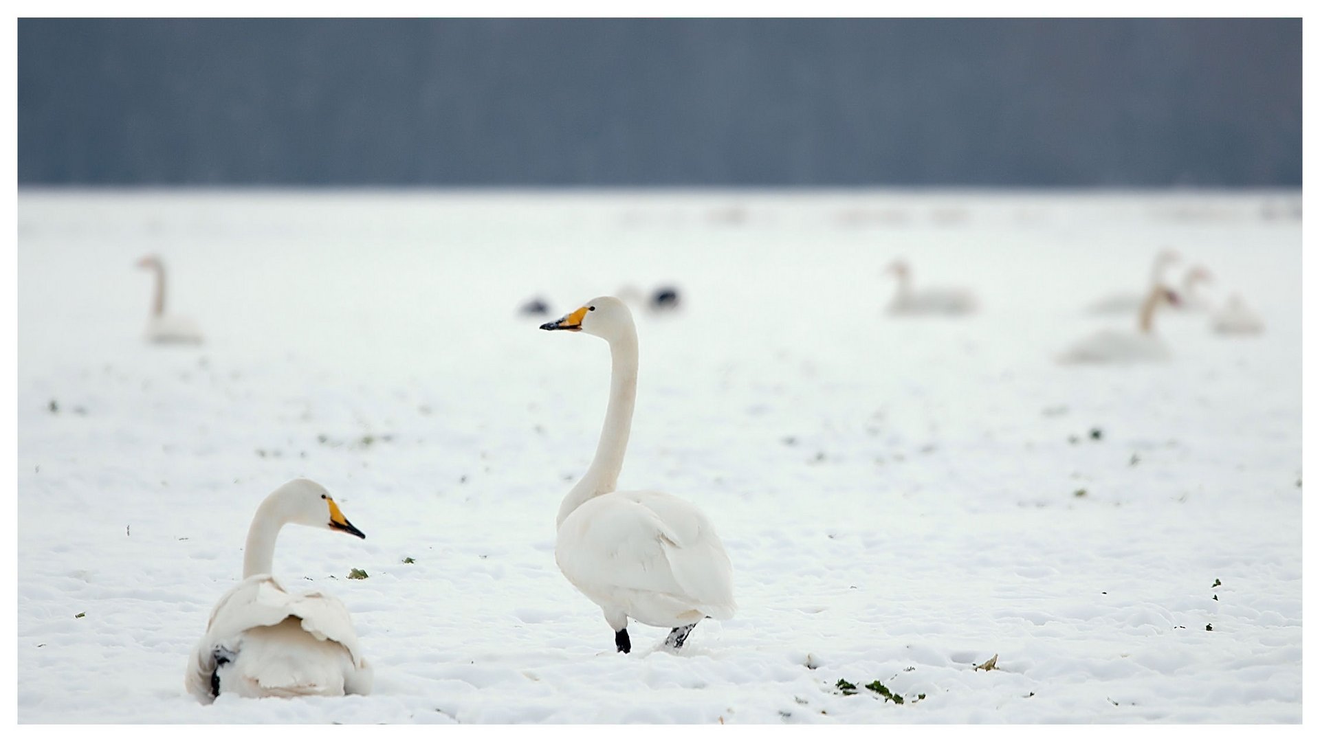 Die Sänger vom Winteracker