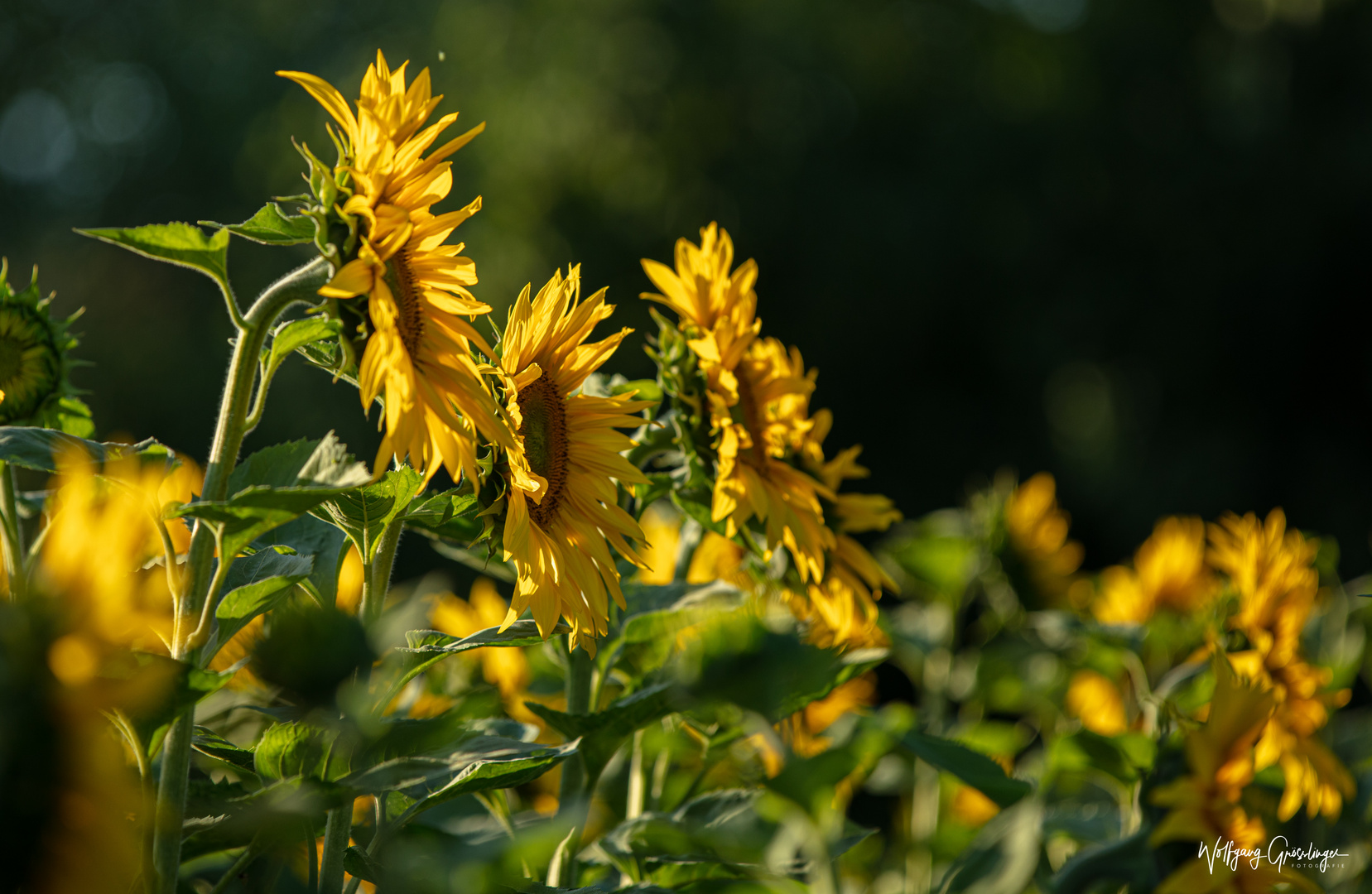 Die Saison der Sonnenblumen ist eröffnet