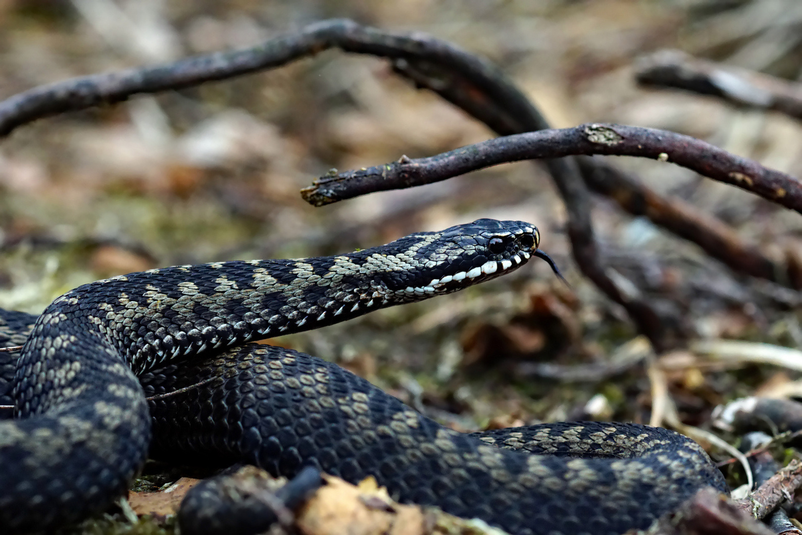 Die Saison ist eröffnet.... Kreuzotter (Vipera berus)- Männchen, wildlife