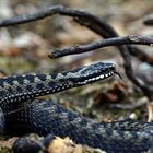 Die Saison ist eröffnet.... Kreuzotter (Vipera berus)- Männchen, wildlife