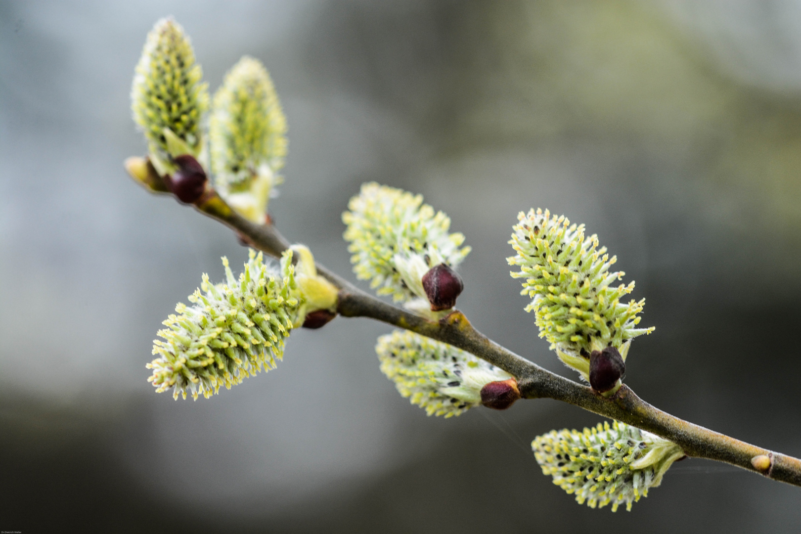 die Sal-Weide (Salix caprea)