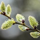 die Sal-Weide (Salix caprea)