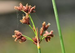 Die Salz-Teichbinse (Schoenoplectus tabernaemontani)