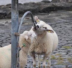 Die salzige Meeresbrise macht durstig