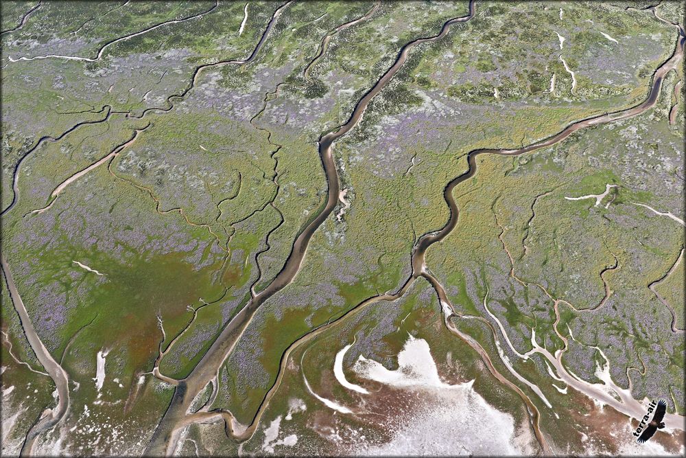 die Salzwiese Foto & Bild landschaft, meer & strand, naturkreativ