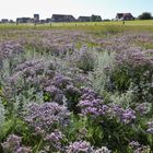 die Salzwiese auf Baltrum