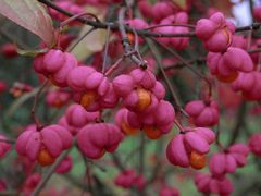 Die Samen des Pfaffenhütchens - Winternahrung für Rotkehlchen (2)