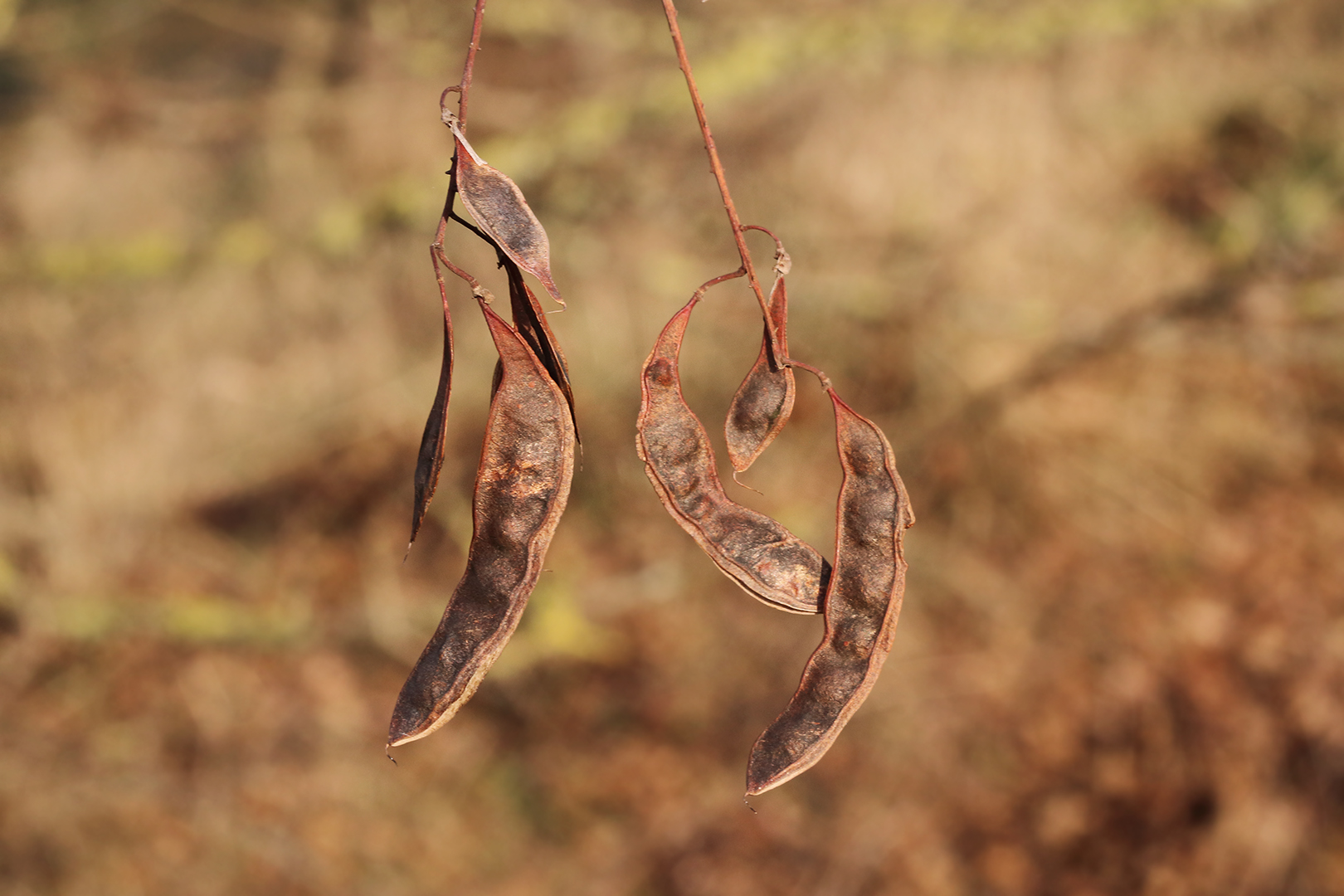 Die Samen dieses Baumes sind reif