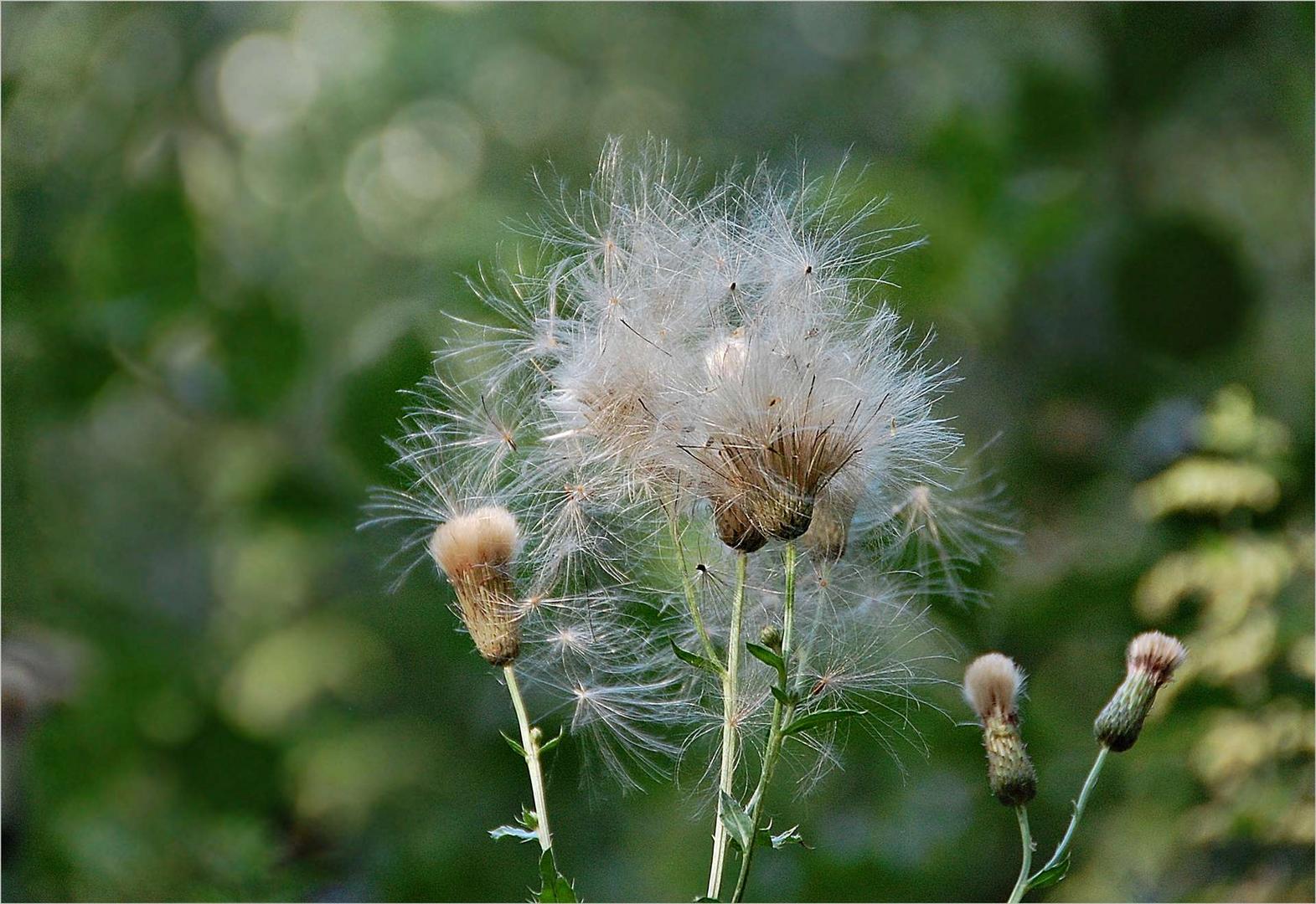 die Samstagsdistel