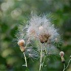 die Samstagsdistel