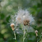 die Samstagsdistel