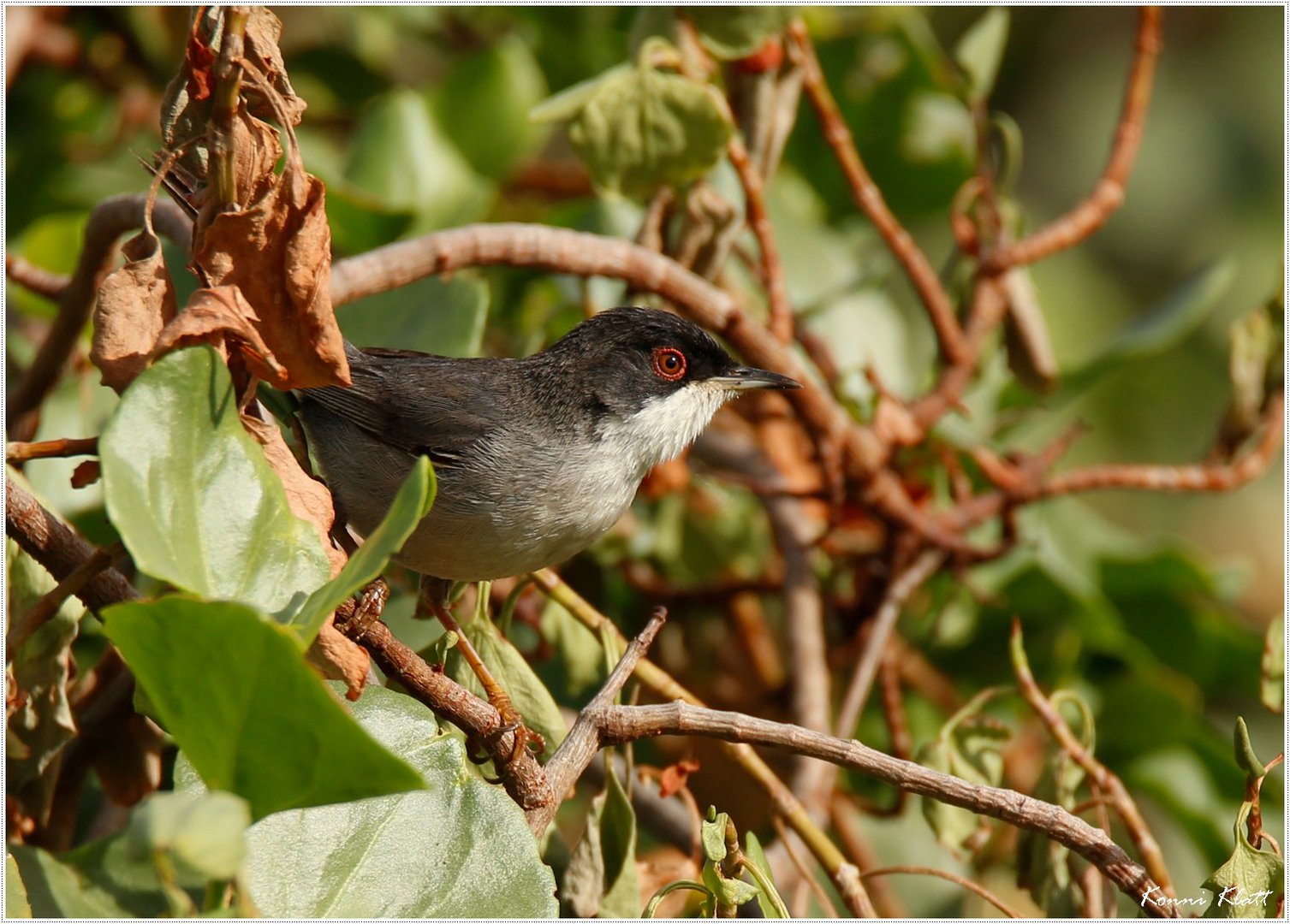 Die Samtkopf-Grasmücke ... the Sardinian warbler 