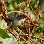 Die Samtkopf-Grasmücke ... the Sardinian warbler 