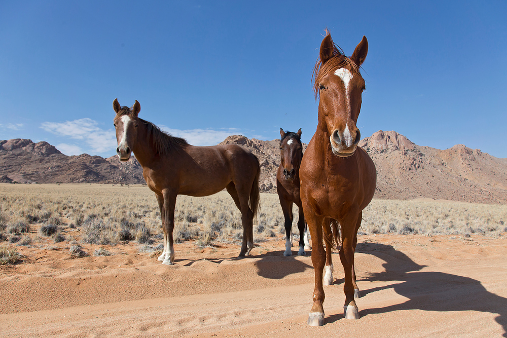 Die Samtnasen des Desert Horse Inn