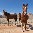 Die Samtnasen des Desert Horse Inn