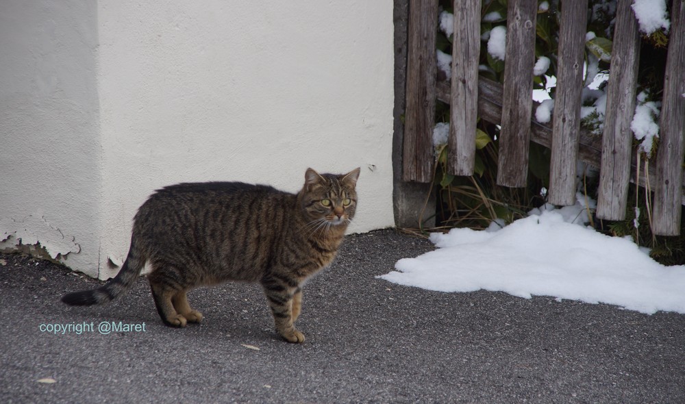 Die Samtpfote im Winter