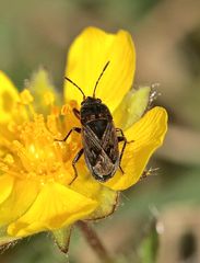 Die Sand-Bodenwanze (Trapezonotus arenarius) ...