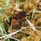 Die Sandbiene Andrena armata = Andrena fulva w