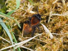 Die Sandbiene Andrena armata = Andrena fulva w