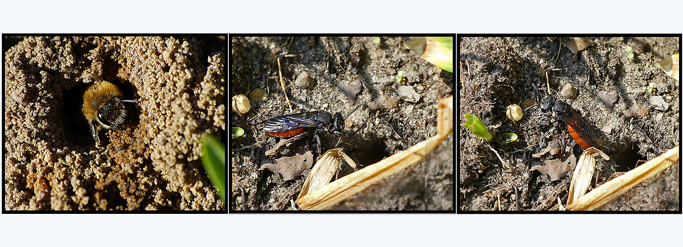 Die Sandbiene und die Blutbienen