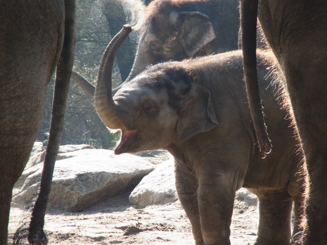 Die Sanddusche Berliner Zoo März 2013